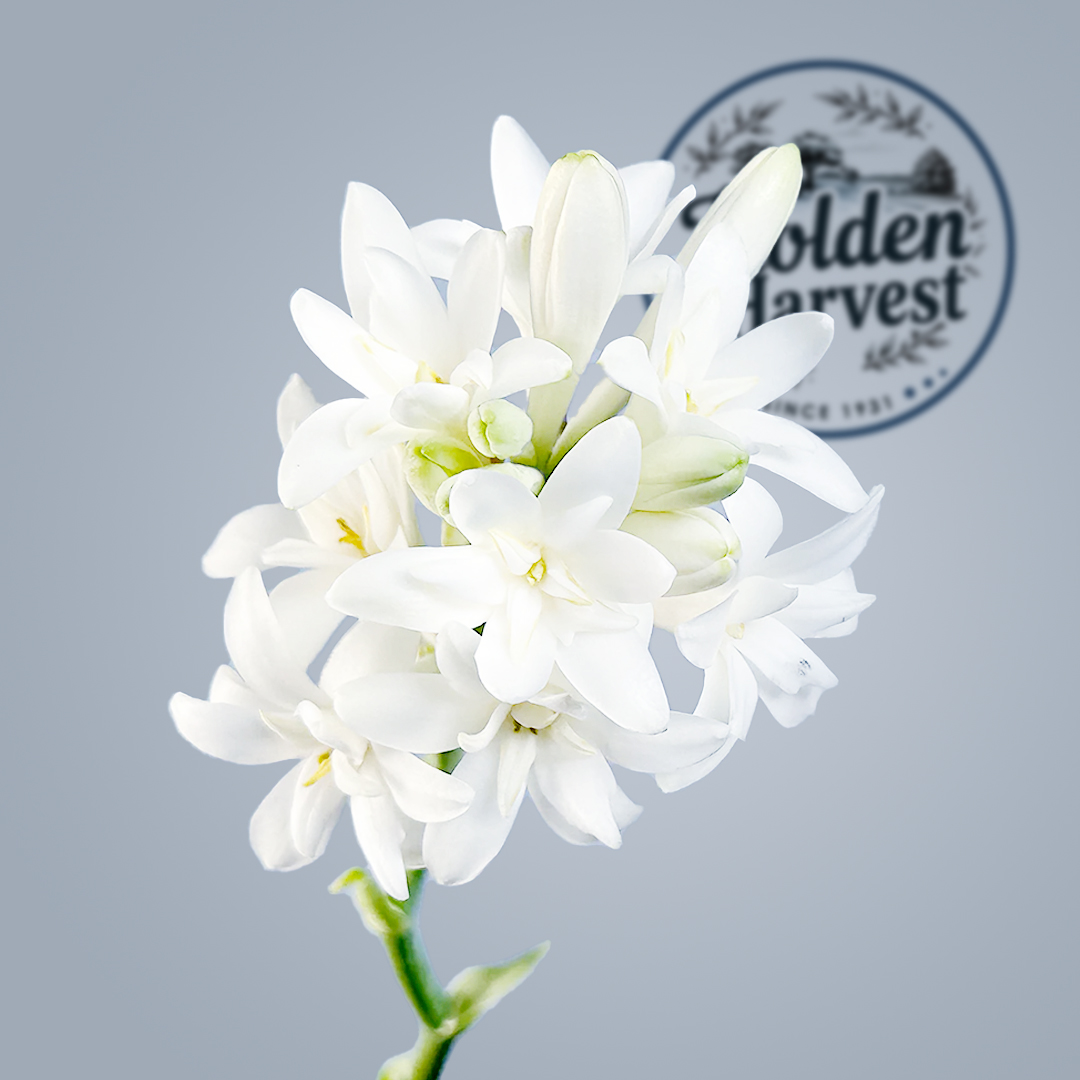 Tuberose 